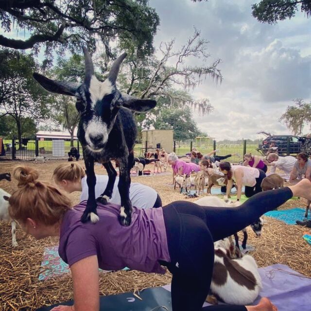 Memories of goat yoga in #centralflorida 🐐 last summer #tbt

🚨 BIG news about Central Florida coming very soon btw 

#lakeland #odessa #odessafl #odessaflorida #lakelandflorida #lakelandfl #tampa #tampaflorida #florida #goatyoga #landolakes #landolakesfl #yoga #yogaflorida
